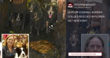 36 Poop-Covered Border Collies Rescued in Florida Get New Start - Internewscast Journal