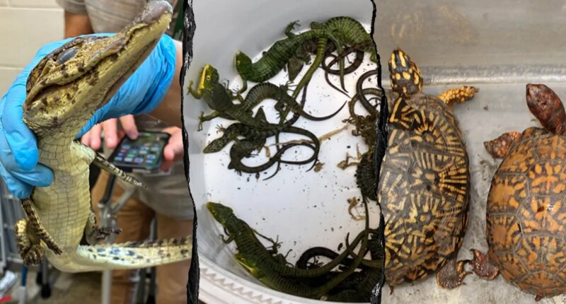 69 live animals found stuffed in pillowcases in hidden car compartment after border arrest: Feds