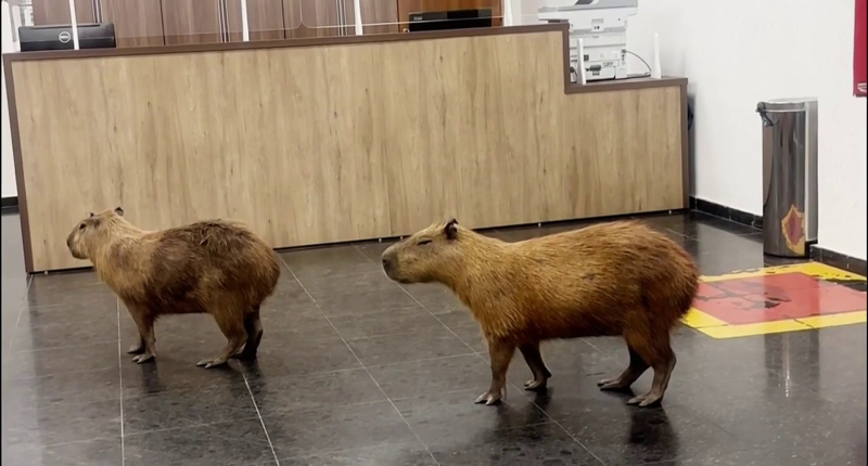 Capybaras crash Brazilian lawmakers' voting session and steal the show