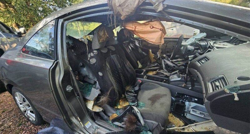 Colorado black bear dies after becoming trapped inside unlocked car for days: report