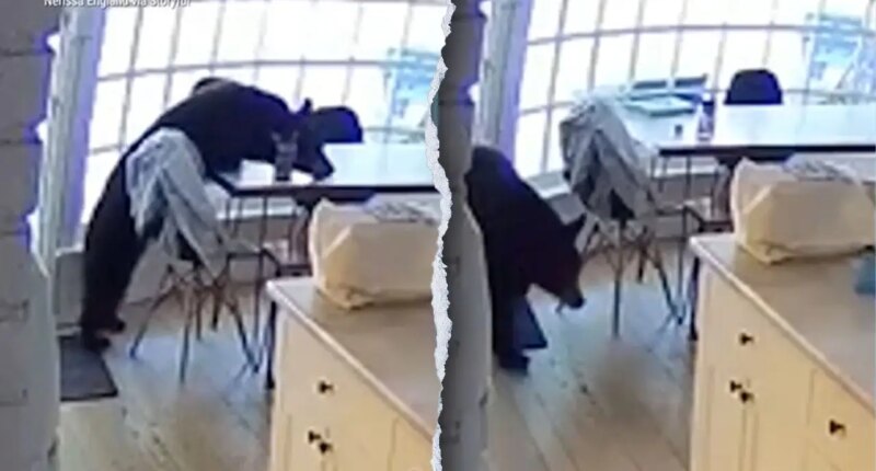 Colorado family wakes up to bear eating breakfast in kitchen