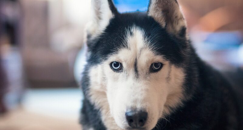 Deadliest animal in every US state revealed, from moose and bears to dogs
