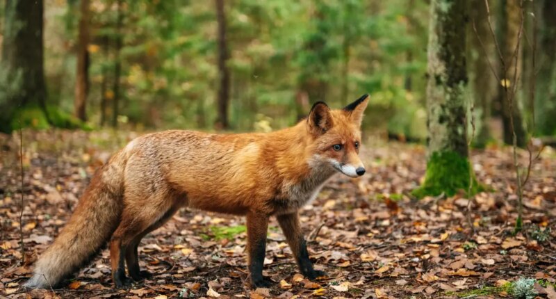 Fox that may be infected with rabies is roaming this NYC borough, officials warn
