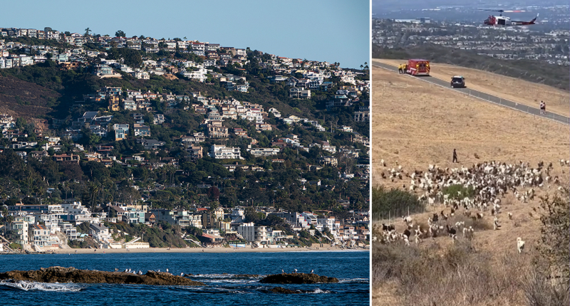 Hero sheepdog becomes unlikely rescue partner after unexpected move aids first responders