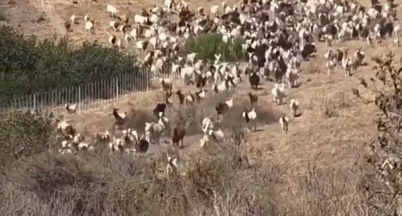 Heroic sheepdog clears herd of goats to aid Laguna Beach Police and Fire