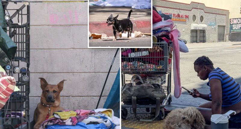 Los Angeles shelter euthanasia jumps 33% as animal advocates blame Karen Bass