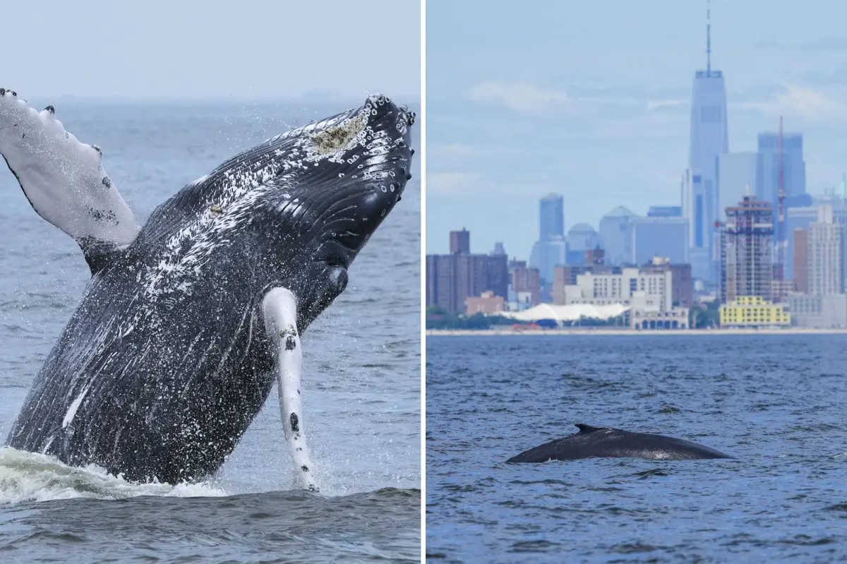 Humpback Whale Breaches in NYC Waters as Area Records 500th Sighting Since 2012