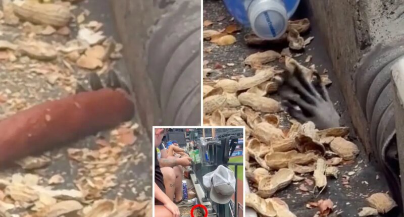 Mets fans startled by hand creeping through hole in Citi Field stands to snag peanuts, hot dog