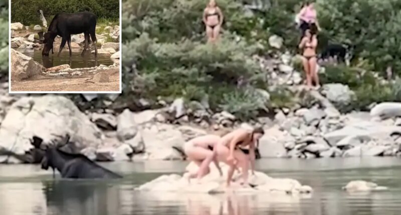 Moose is captured on video getting awfully close to Colorado swimmers