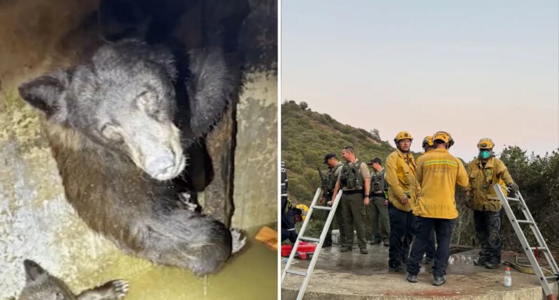 Mother bear and three cubs found trapped in bizarre spot in California