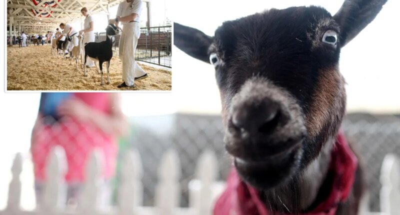 North Carolina warns Farm Adventures visitors of rabies exposure after baby goats test positive