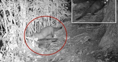 Rare American mink possibly spotted on Long Island for first time in 31 years