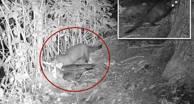 Rare American mink possibly spotted on Long Island for first time in 31 years