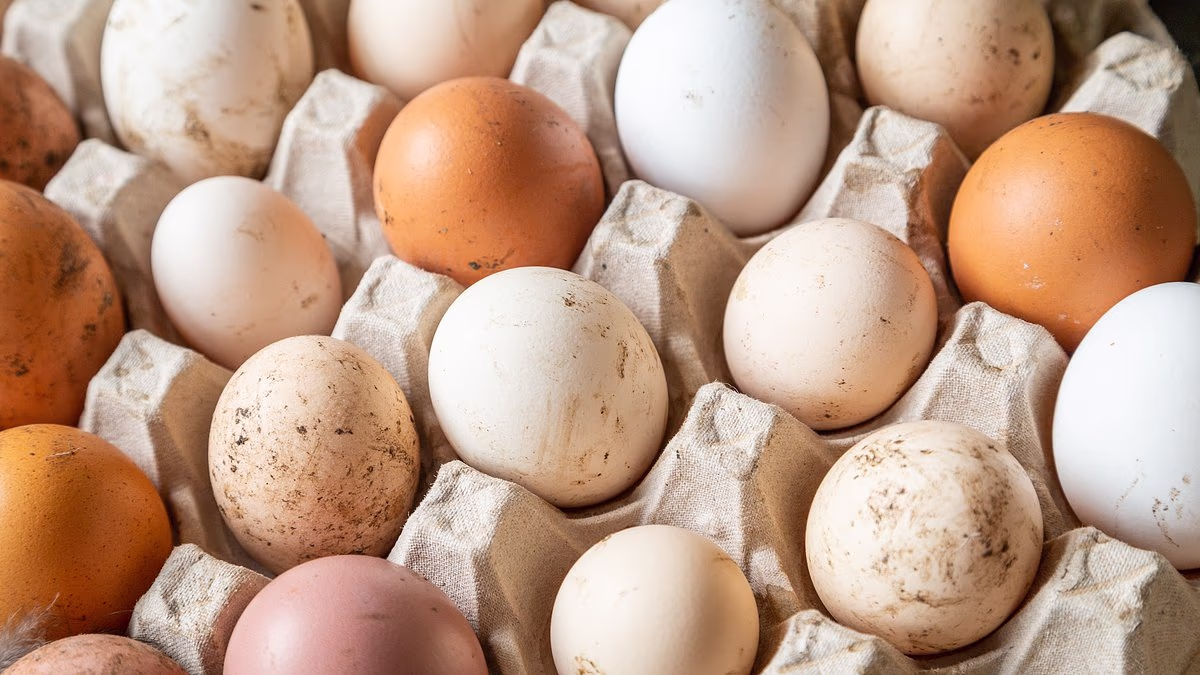 Egg-Linked Salmonella Outbreak Kills 1, Sickens Hundreds