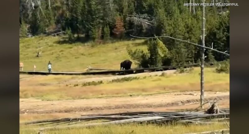 Scary video shows bison chase after child at Yellowstone National Park on July 28