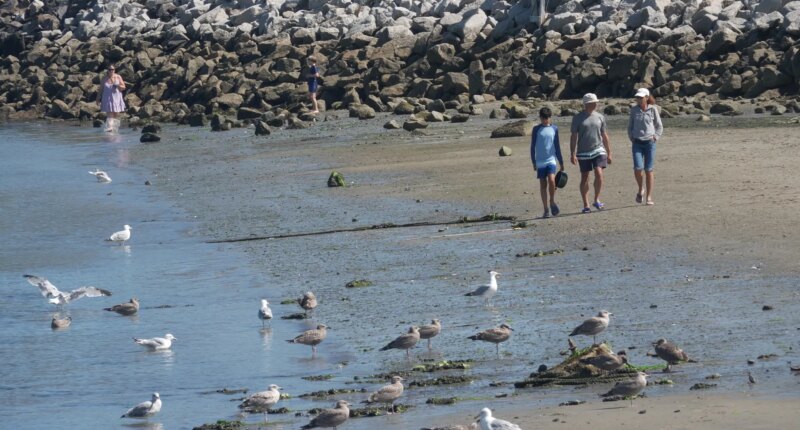 Shark sightings surge along southern Maine coast as experts explain what's driving the spike