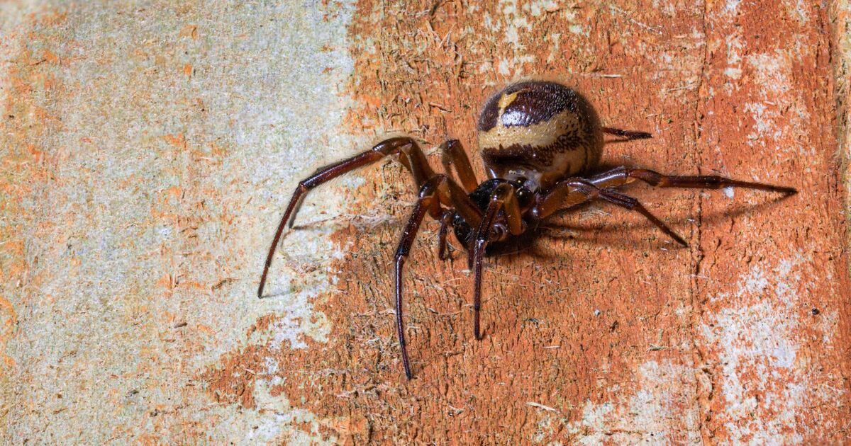 UK Households Warned Over False Widow Spiders as Reported Bites Rise