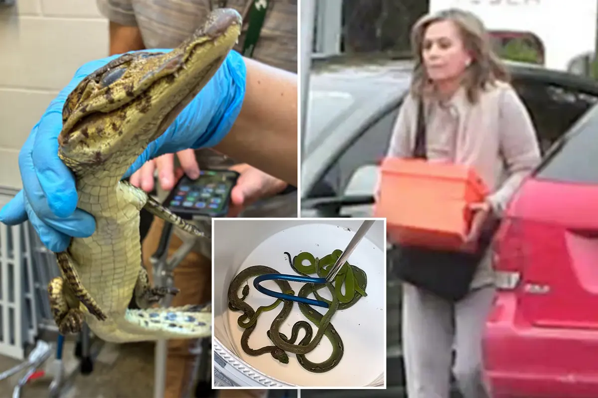 US Border Patrol Finds 69 Animals Stuffed in Pillowcases