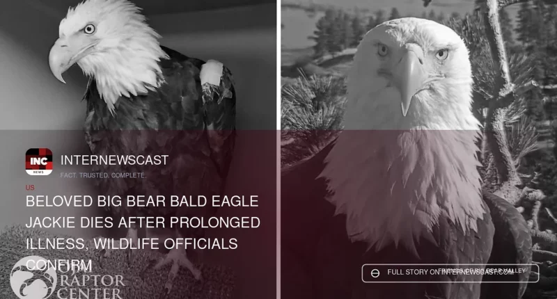 Beloved Big Bear Bald Eagle Jackie Dies After Prolonged Illness, Wildlife Officials Confirm - Internewscast Journal