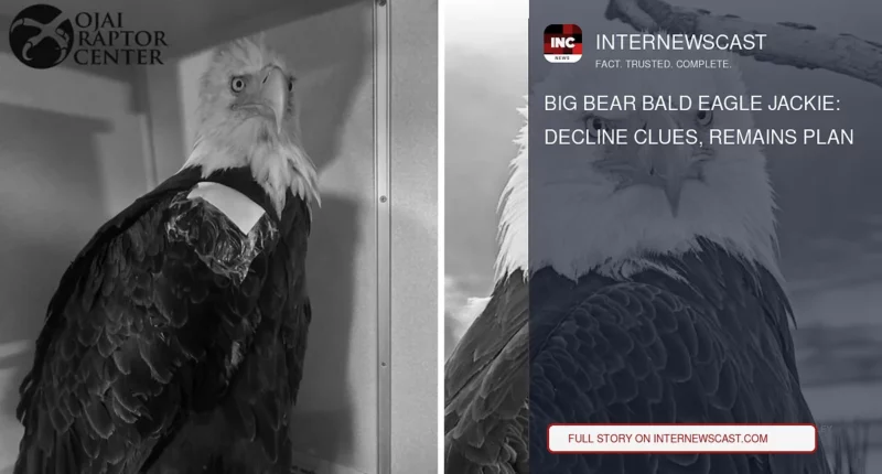 Big Bear Bald Eagle Jackie: Decline Clues, Remains Plan - Internewscast Journal