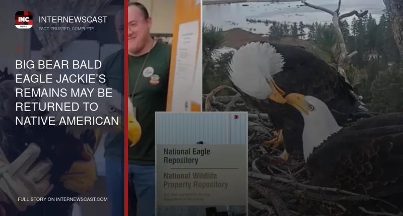 Big Bear Bald Eagle Jackie’s Remains May Be Returned to Native American Tribe - Internewscast Journal