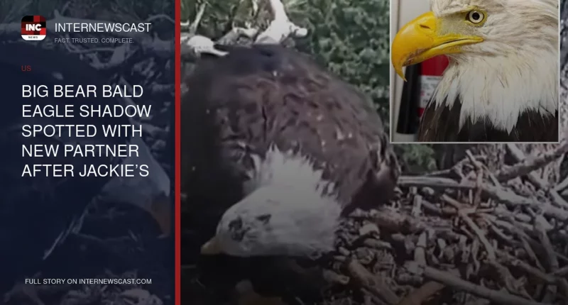 Big Bear Bald Eagle Shadow Spotted With New Partner After Jackie’s Death - Internewscast Journal