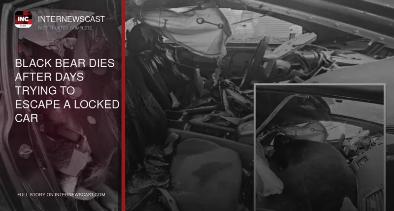Black Bear Dies After Days Trying to Escape a Locked Car - Internewscast Journal