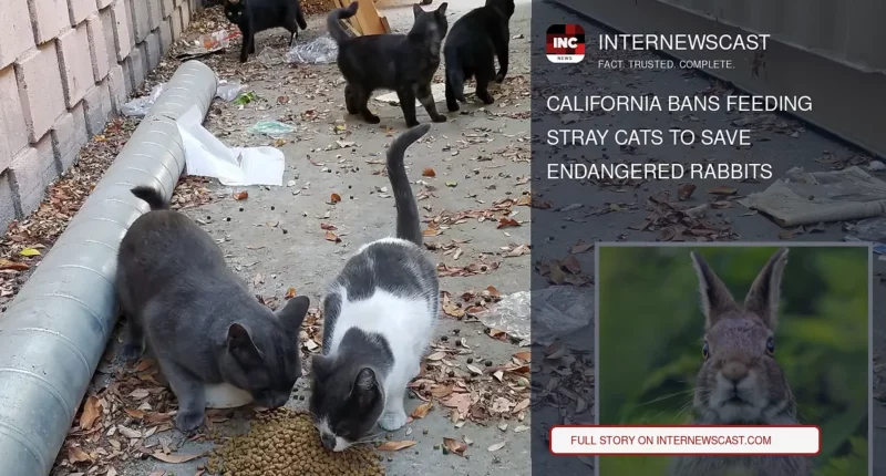 California Bans Feeding Stray Cats to Save Endangered Rabbits - Internewscast Journal
