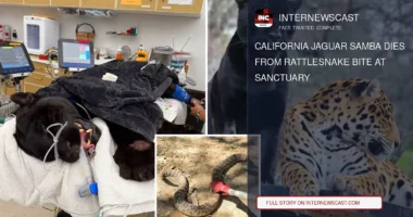 California Jaguar Samba Dies From Rattlesnake Bite at Sanctuary - Internewscast Journal