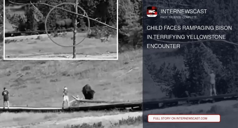 Child Faces Rampaging Bison in Terrifying Yellowstone Encounter - Internewscast Journal