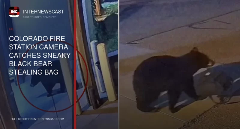 Colorado Fire Station Camera Catches Sneaky Black Bear Stealing Bag - Internewscast Journal