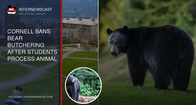 Cornell Bans Bear Butchering After Students Process Animal in Dorm Kitchen - Internewscast Journal