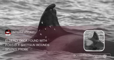 Elderly Orca Found With Possible Shotgun Wounds Sparks Probe - Internewscast Journal