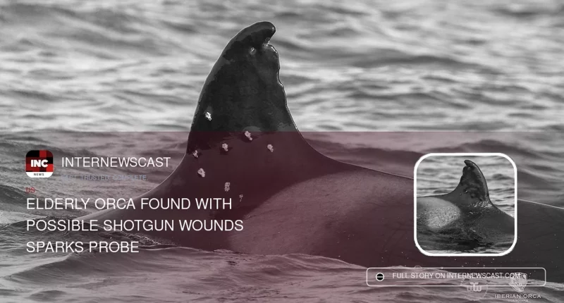 Elderly Orca Found With Possible Shotgun Wounds Sparks Probe - Internewscast Journal