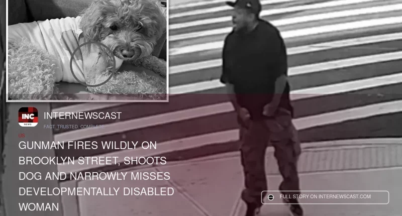 Gunman Fires Wildly on Brooklyn Street, Shoots Dog and Narrowly Misses Developmentally Disabled Woman - Internewscast Journal