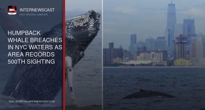 Humpback Whale Breaches in NYC Waters as Area Records 500th Sighting Since 2012 - Internewscast Journal