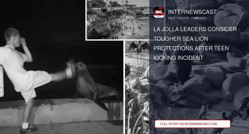 La Jolla Leaders Consider Tougher Sea Lion Protections After Teen Kicking Incident - Internewscast Journal