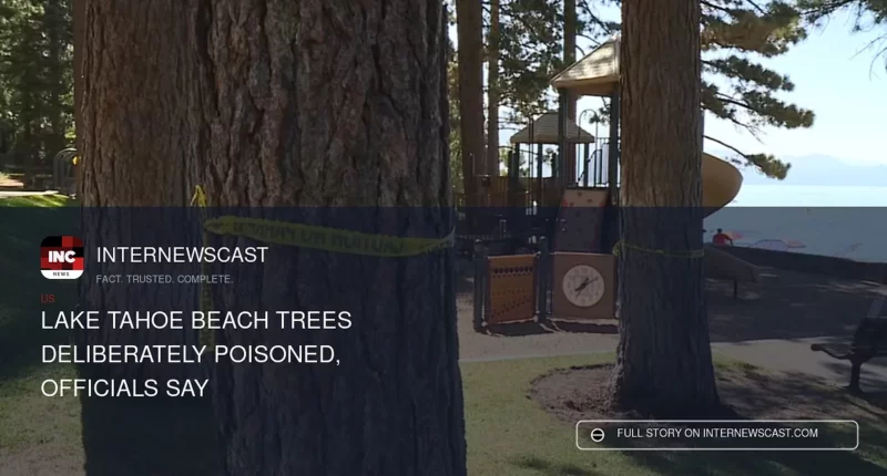 Lake Tahoe Beach Trees Deliberately Poisoned, Officials Say - Internewscast Journal