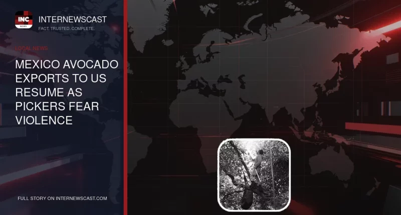 Mexico Avocado Exports to US Resume as Pickers Fear Violence - Internewscast Journal