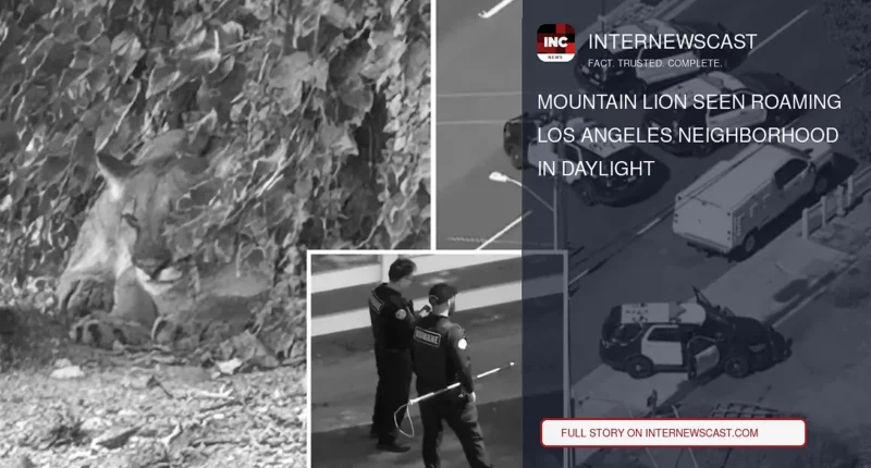 Mountain Lion Seen Roaming Los Angeles Neighborhood in Daylight - Internewscast Journal