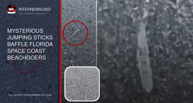 Mysterious Jumping Sticks Baffle Florida Space Coast Beachgoers - Internewscast Journal