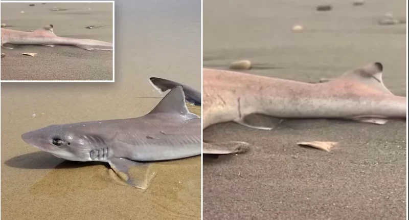 Nearly 30 Dead Sharks Wash Ashore Along Jersey Shore Beaches - Internewscast Journal