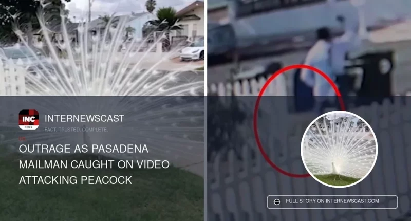 Outrage as Pasadena Mailman Caught on Video Attacking Peacock - Internewscast Journal