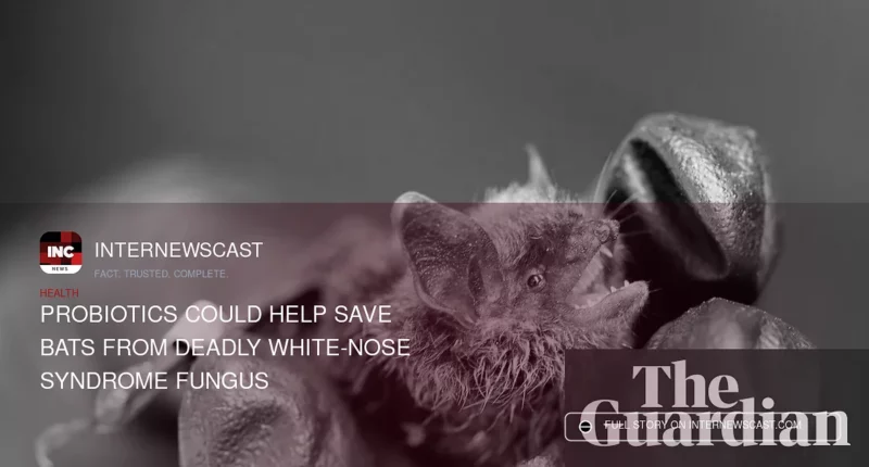 Probiotics Could Help Save Bats From Deadly White-Nose Syndrome Fungus - Internewscast Journal