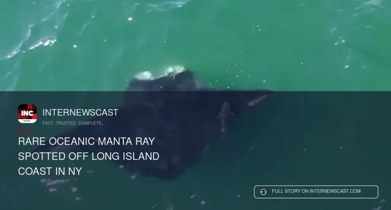 Rare Oceanic Manta Ray Spotted Off Long Island Coast in NY - Internewscast Journal