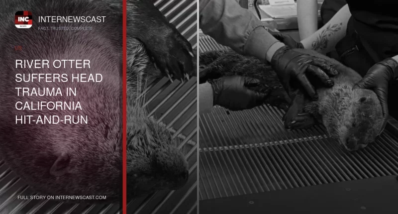 River Otter Suffers Head Trauma in California Hit-and-Run - Internewscast Journal