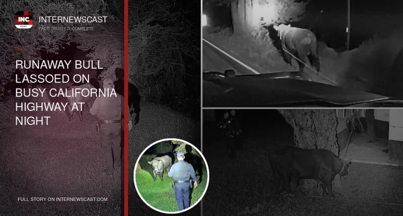 Runaway Bull Lassoed on Busy California Highway at Night - Internewscast Journal