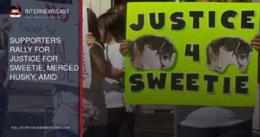Supporters Rally for Justice for Sweetie, Merced Husky, Amid Animal Cruelty Investigation - Internewscast Journal