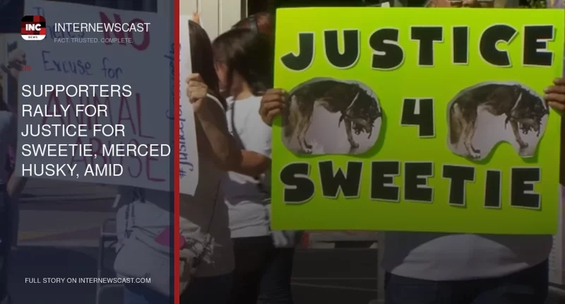 Supporters Rally for Justice for Sweetie, Merced Husky, Amid Animal Cruelty Investigation - Internewscast Journal