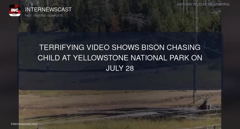 Terrifying Video Shows Bison Chasing Child at Yellowstone National Park on July 28 - Internewscast Journal